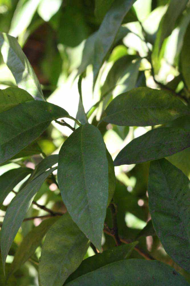            Shade leaves (Bream Tarocco, Riverside, CA)   
